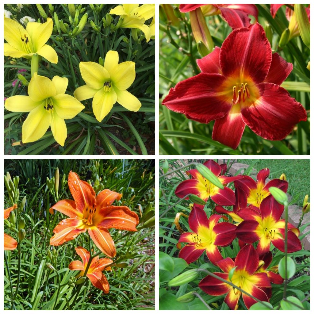 Hemerocallis 'Mix' (Bulbs)-myBageecha