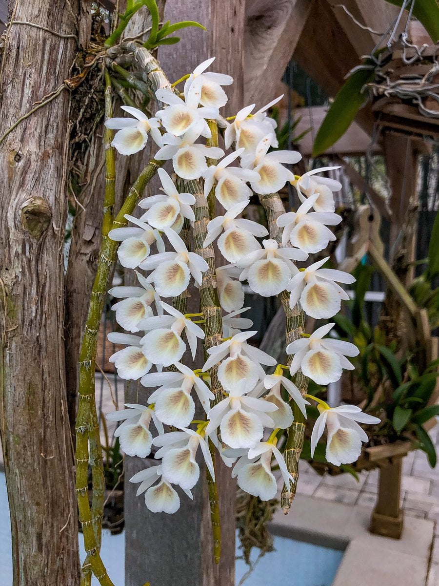 Dendrobium Cretaceum BS Orchid Plant