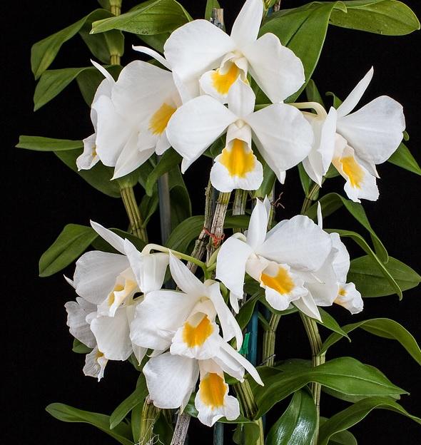 Dendrobium Formosum BS - Big Pot Orchid Plant