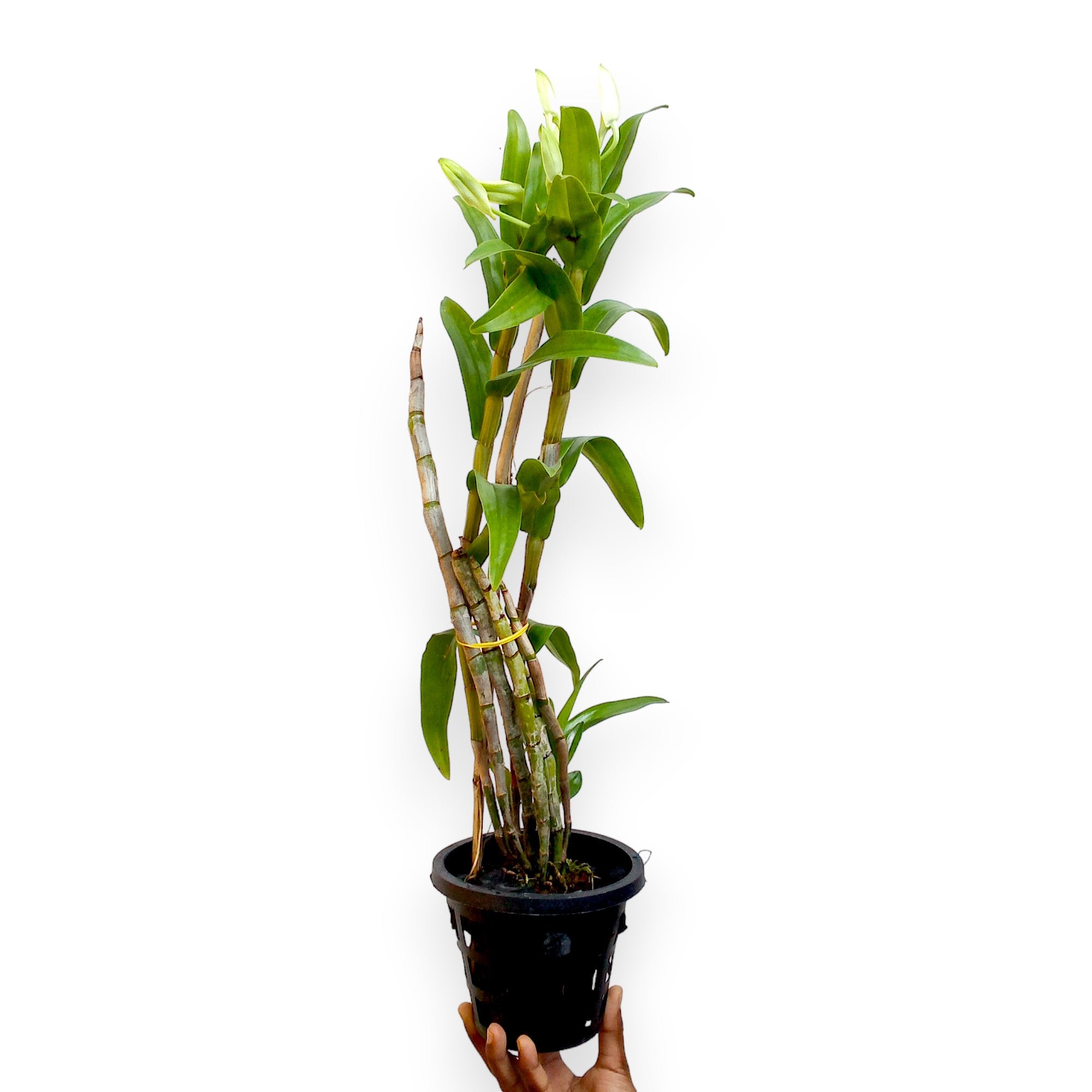 Dendrobium Formosum BS - Big Pot Orchid Plant