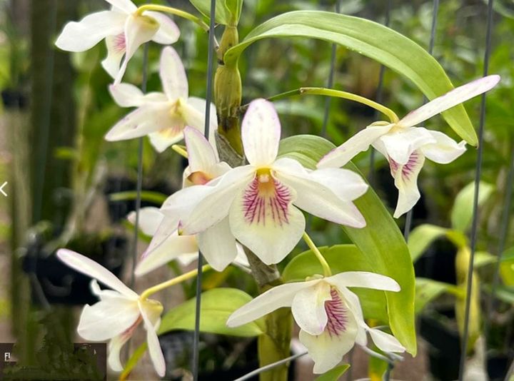 Dendrobium Jairak Candy BS Orchid Plant