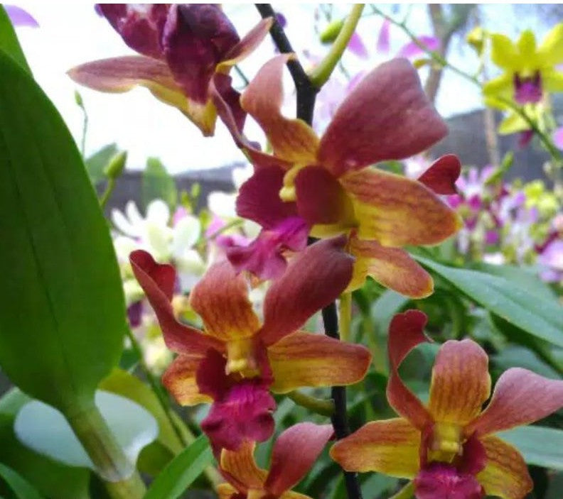 Dendrobium Lipstick BS Orchid Plant