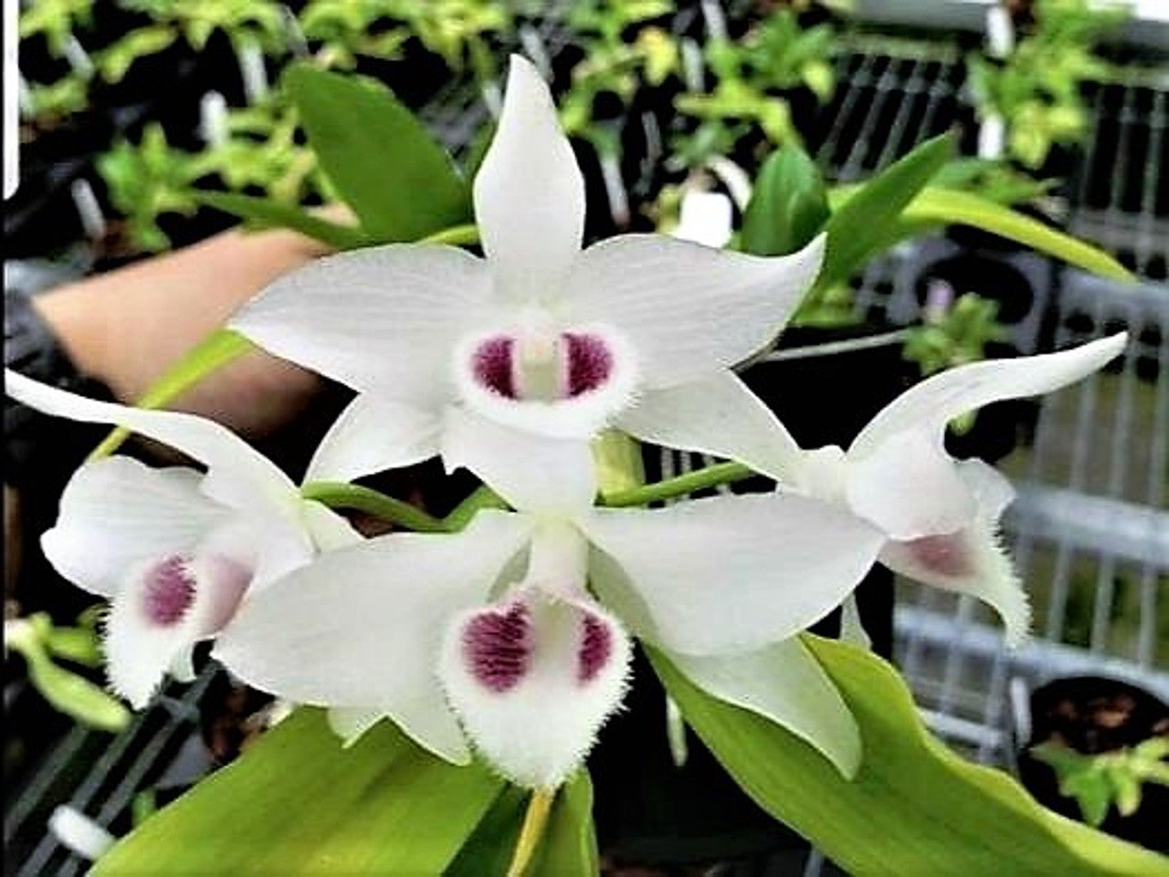 Dendrobium Parishii var Semi-Alba BS Orchid Plant