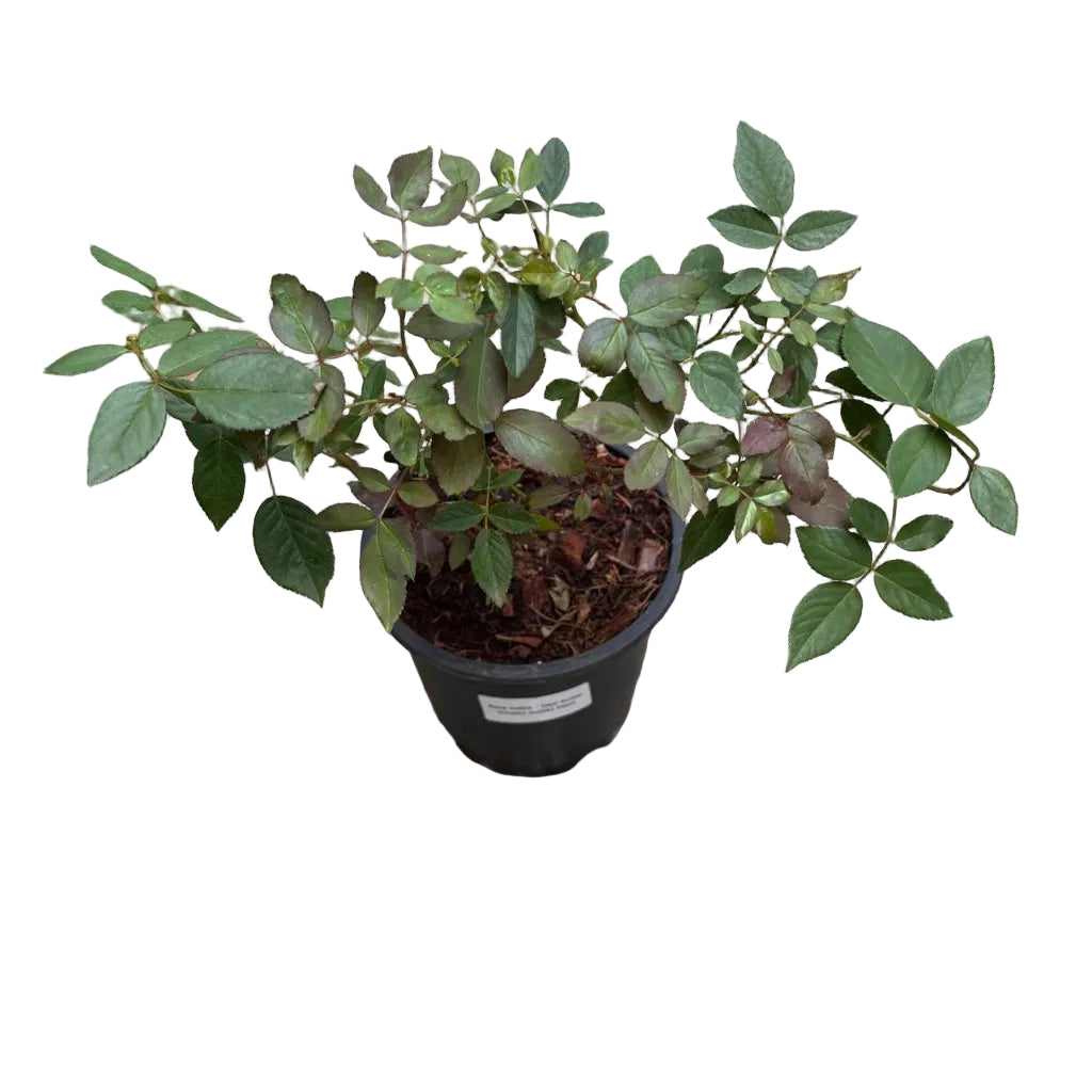 A small potted Desi Gulab (Chaitri Gulab) with green leaves and budding flowers in a black plastic nursery pot, placed on a stone patio with garden plants around it.