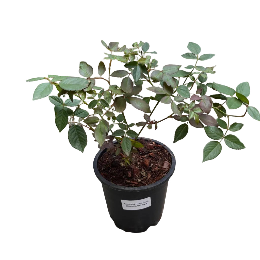 A potted Desi Gulab (Chaitri Gulab) bush with green leaves and brown bark, in a black plastic pot on a stone garden path.