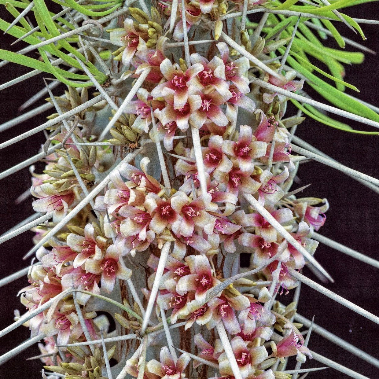 Didierea Madagascariensis Madagascar Octopus Cactus Plant - myBageecha