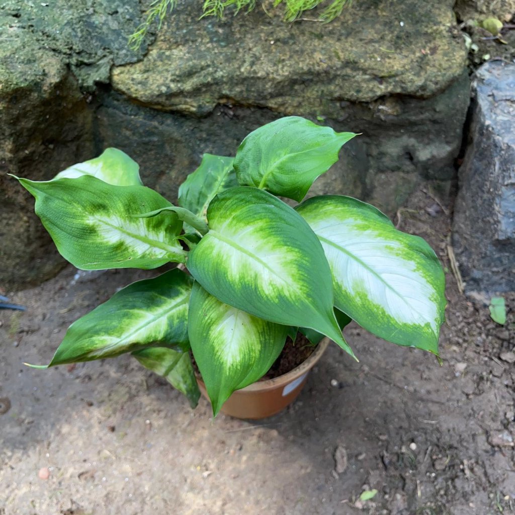 Dieffenbachia Amoena Camille-myBageecha