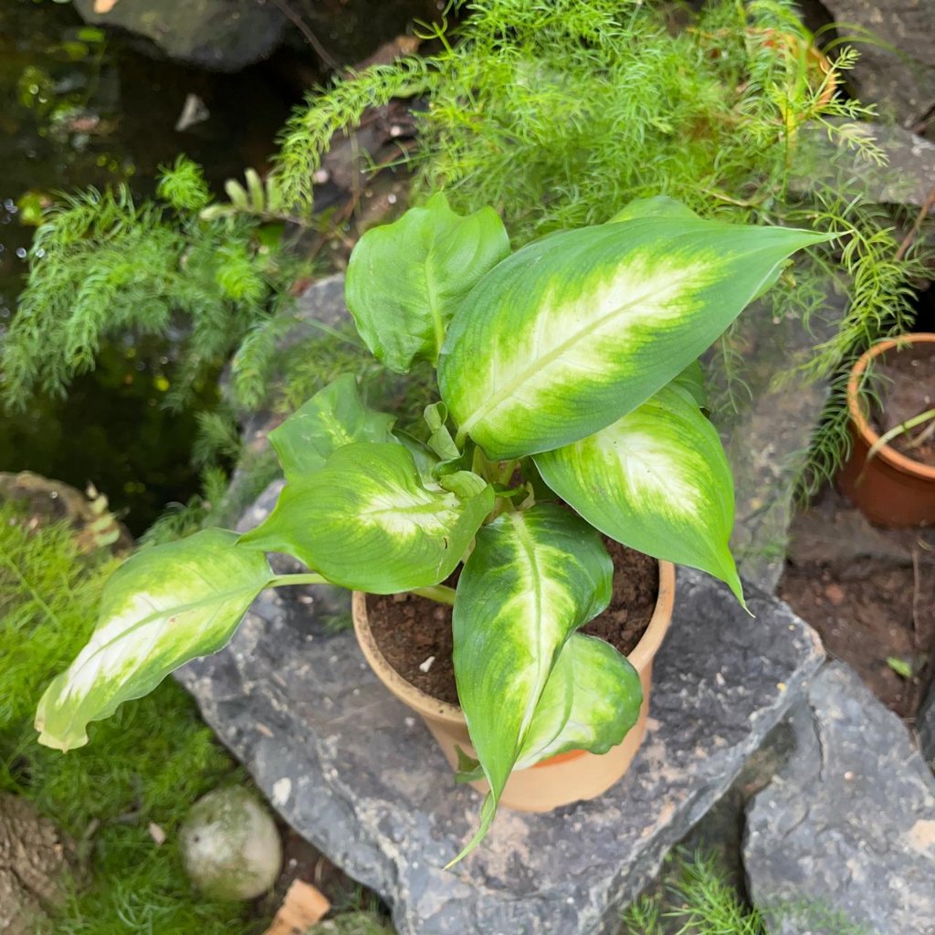 Dieffenbachia Amoena Camille-myBageecha