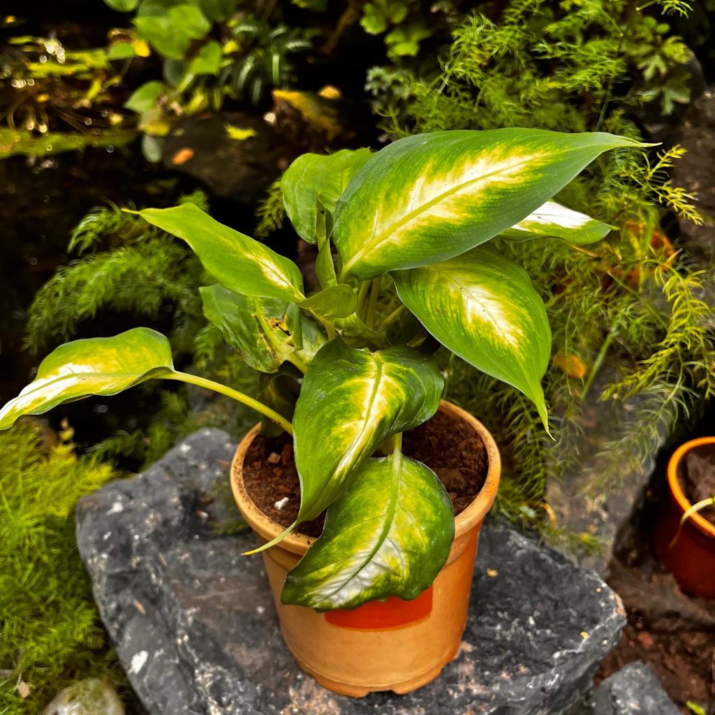 Dieffenbachia Amoena Camille-myBageecha