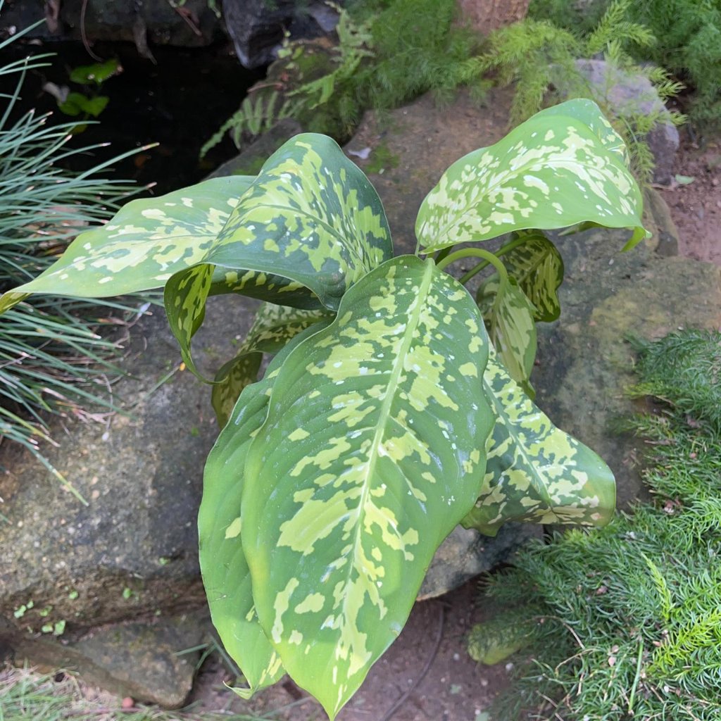 Dieffenbachia Amoena Cheetah-myBageecha