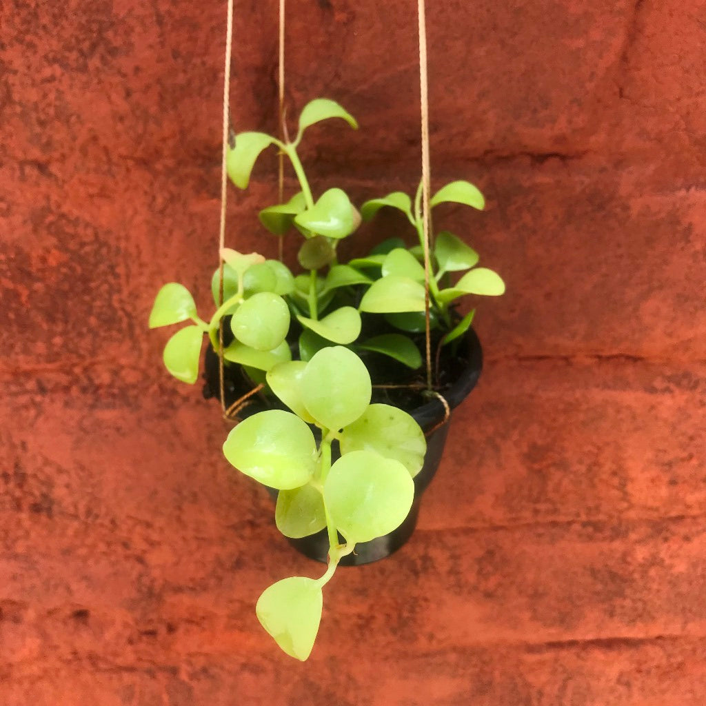 Set of 3 Striking Hanging Plants for Balcony - Dischdia Oiantha Geri Plant + Dischdia Ruscifolia Million Hearts Variegata Plant + Hoya Carnosa Plant - myBageecha