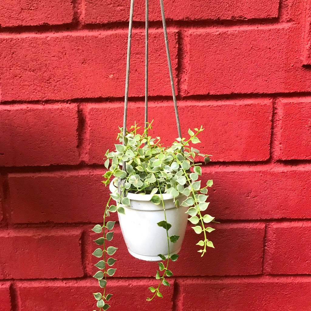 Set of 3 Striking Hanging Plants for Balcony - Dischdia Oiantha Geri Plant + Dischdia Ruscifolia Million Hearts Variegata Plant + Hoya Carnosa Plant - myBageecha