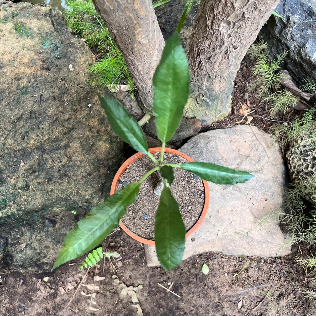 Dorstenia crispa-myBageecha