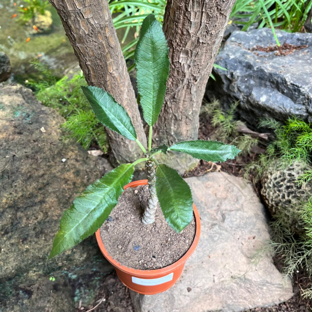 Dorstenia crispa-myBageecha