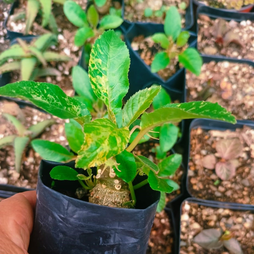 Dorstenia lavrani variegated-myBageecha