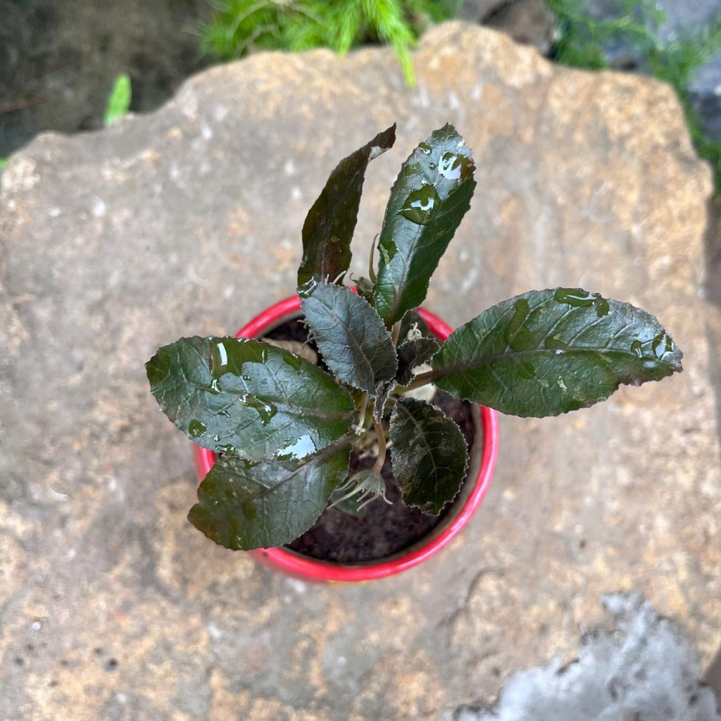 Dorstenia lavrani variegated plant