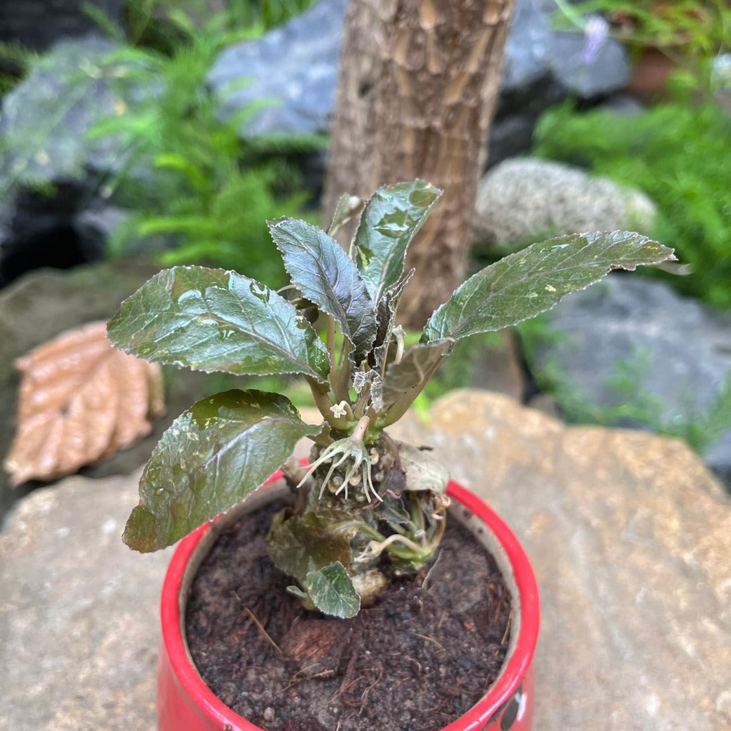 Dorstenia lavrani variegated plant