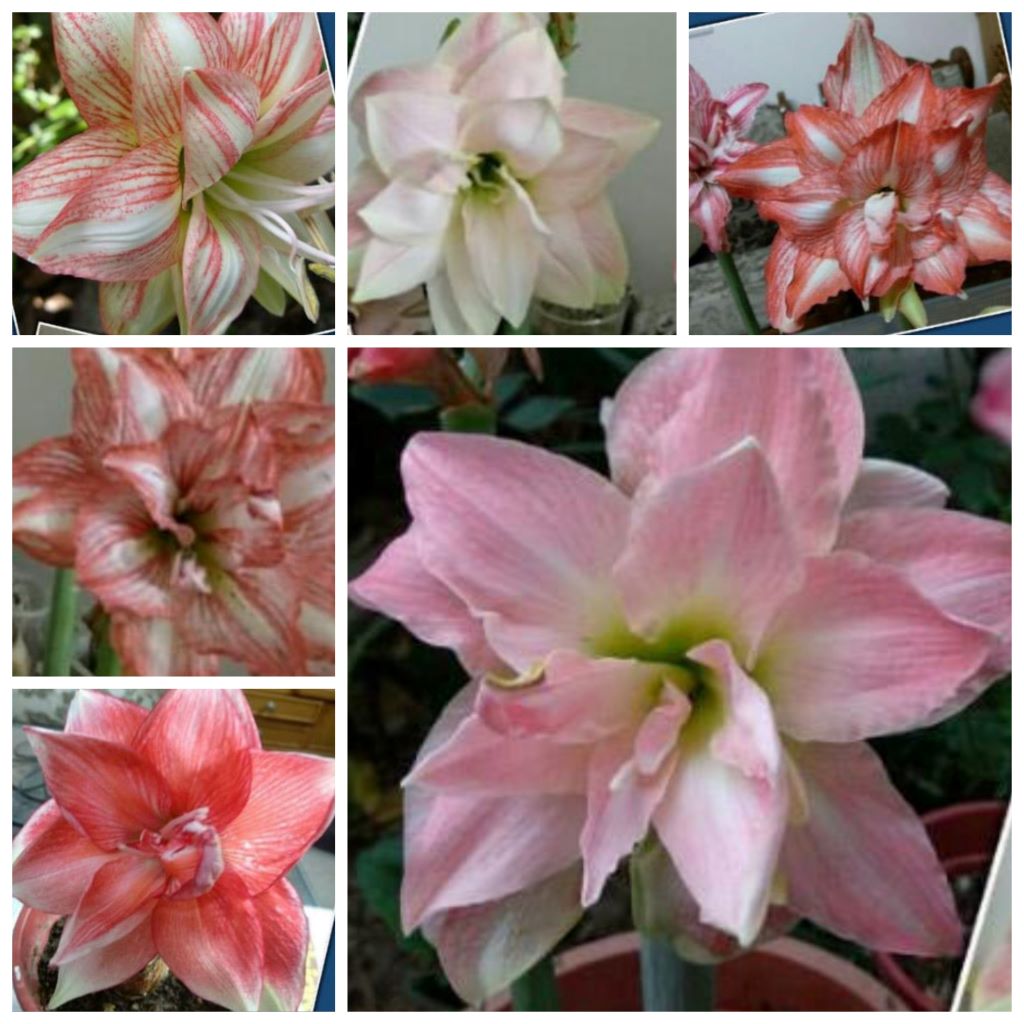 Amaryllis Double Mixed Lily -myBageecha