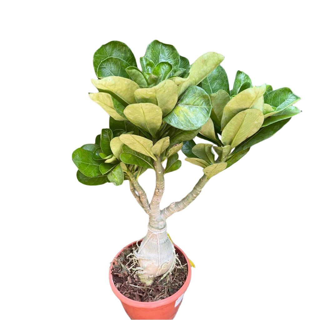 Duo Amber adenium-myBageecha