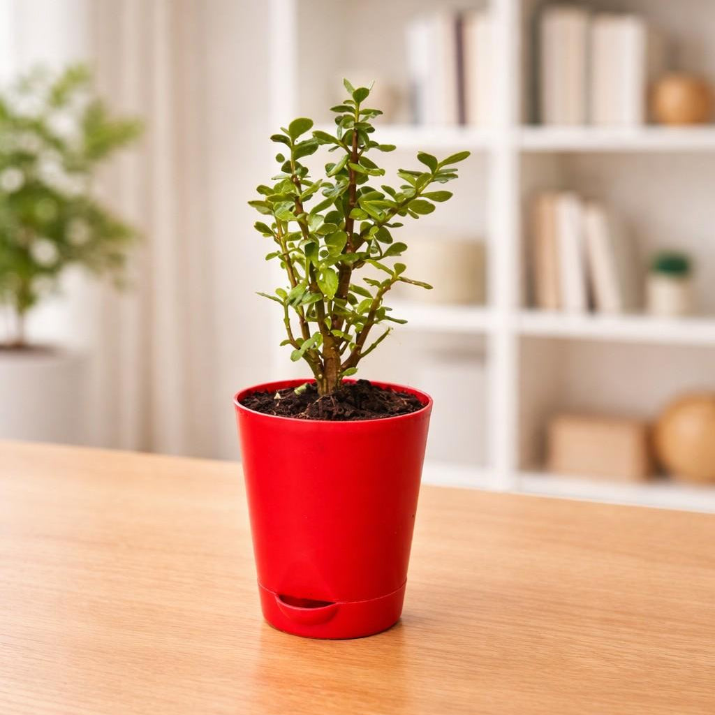 Dwarf Jade Portulacaria Afra Succulent Plant self watering pot side view- myBageecha