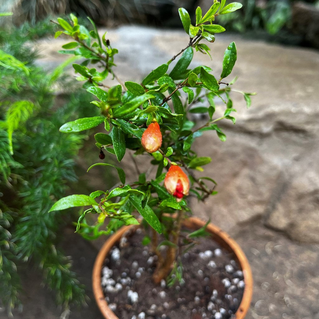 Dwarf Pomegranate Plant - myBageecha