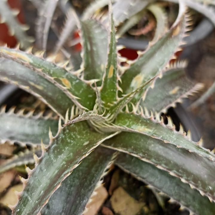 Dyckia Brittle Star Cactus Plant-myBageecha