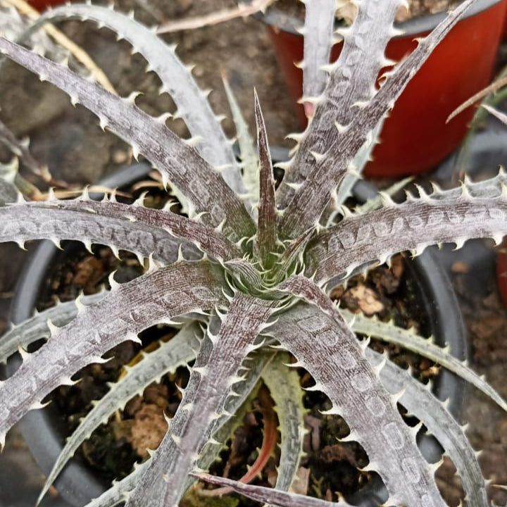 Dyckia Delicata-myBageecha