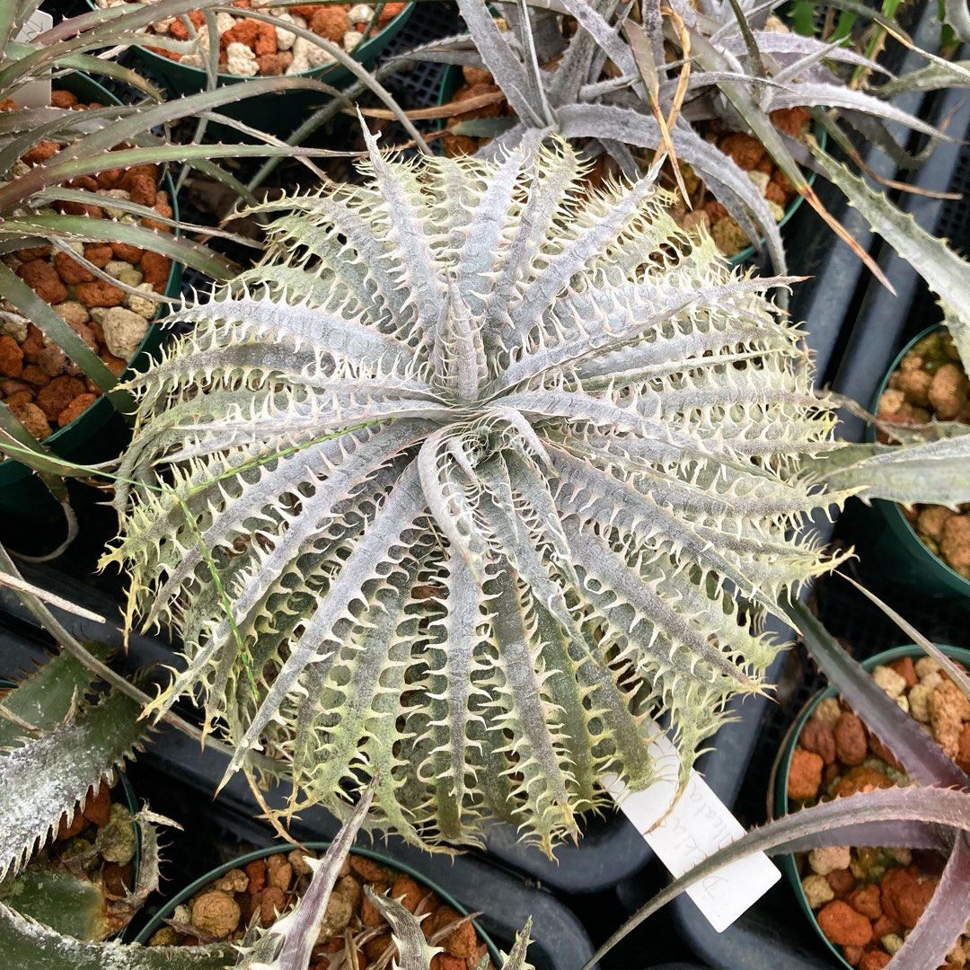 Dyckia Delicata (Bromeliaceae) Plant