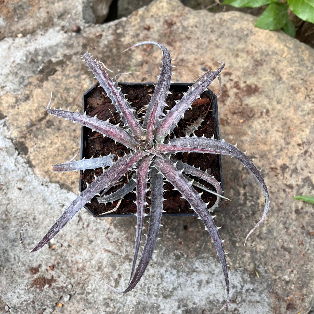 Dyckia Delicata – Frosted Silver Bromeliad | myBageecha