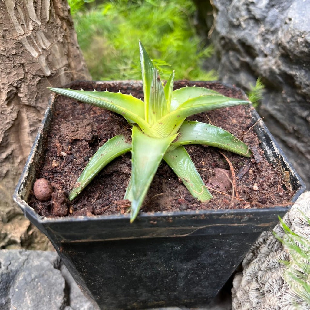 Dyckia brevifolia 'Yellow Glow' Cactus Plant-myBageecha