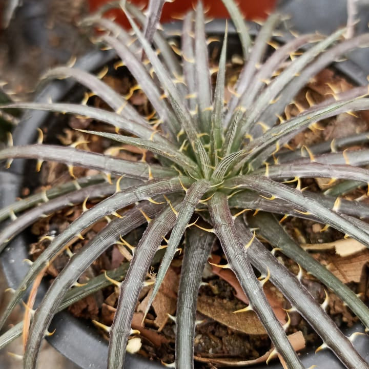 Dyckia Dawsonii Cactus Plant-myBageecha