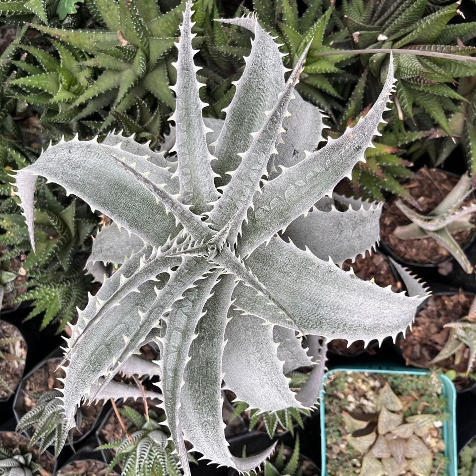 Dyckia platyphylla Silver Cactus Plant