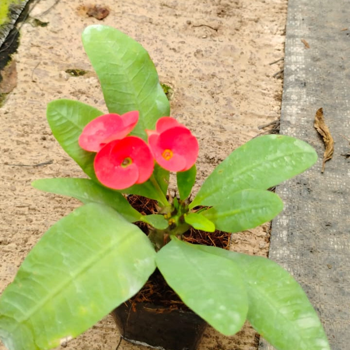 Euphorbia Millii  Red Sun Cactus Plant-myBageecha