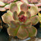 Echeveria Agavoides Blood Maria Succulent Plant