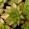 Echeveria Agavoides Lipstick Succulent Plant