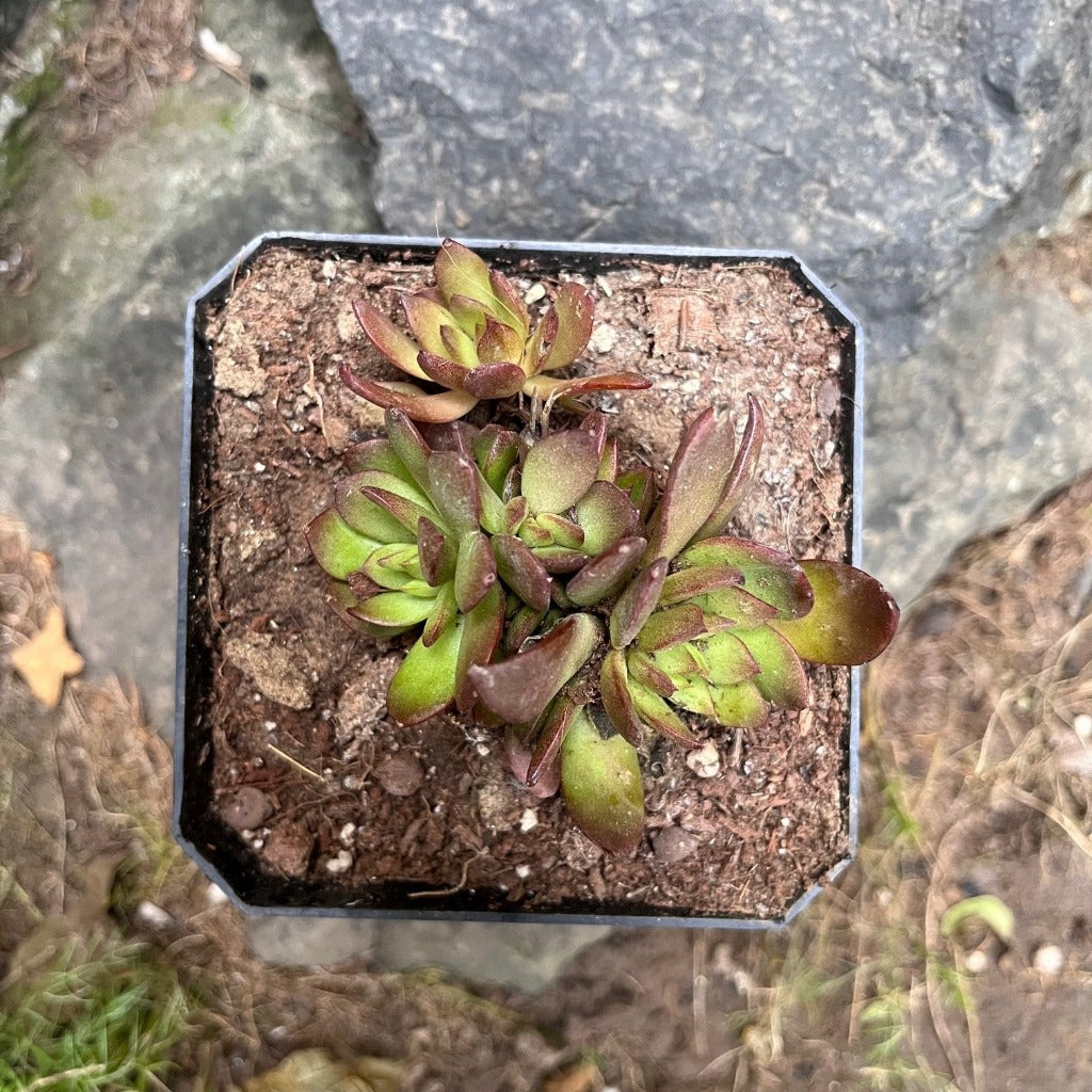 Echeveria chocolate Succulent Plant - myBageecha