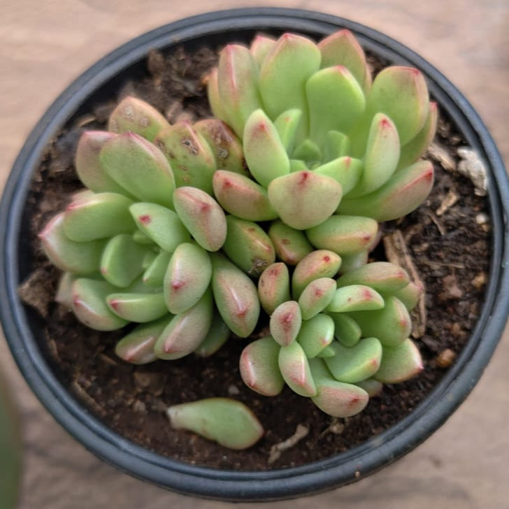 Echeveria Pink Ruby Succulent Plant-myBageecha