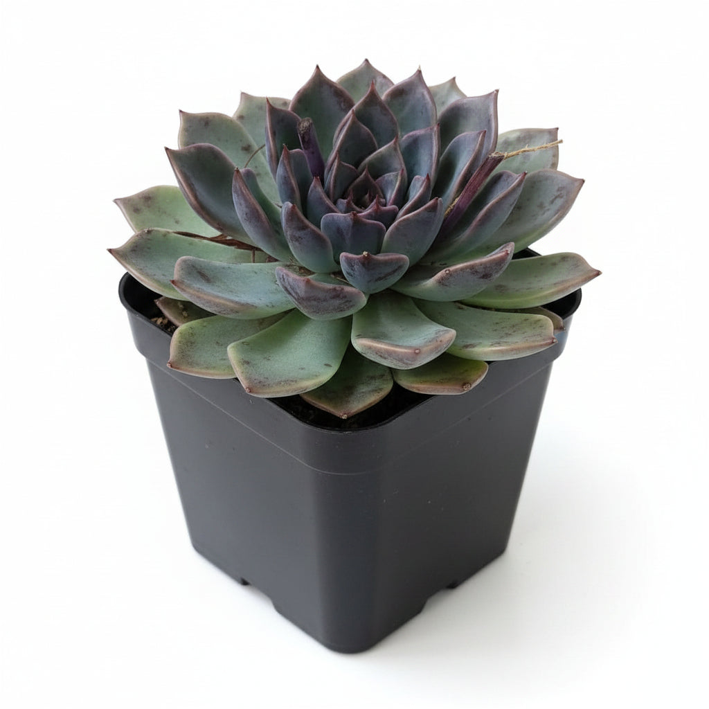 Echeveria Choco Grace Succulent Plant-myBageecha
