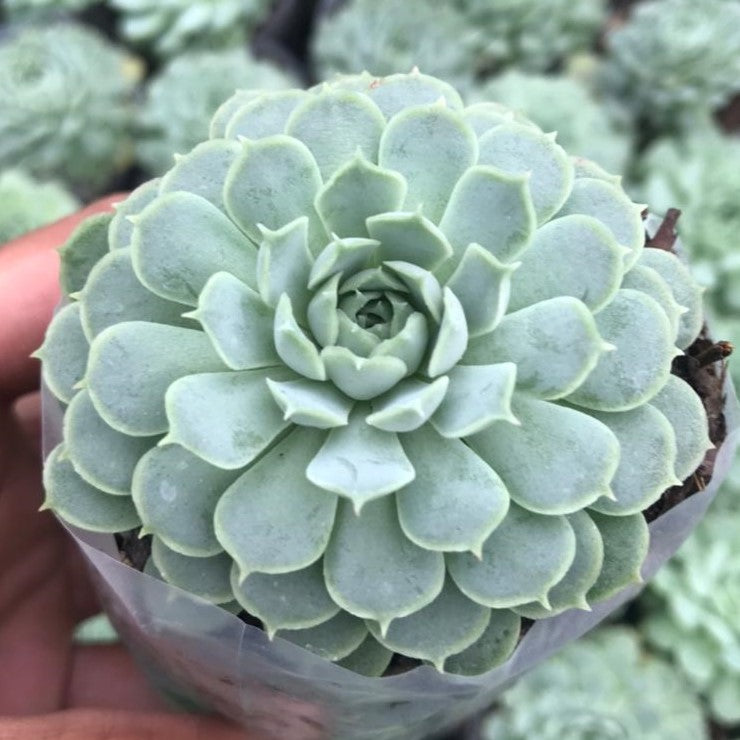 Echeveria Elegans Succulent Plant-myBageecha