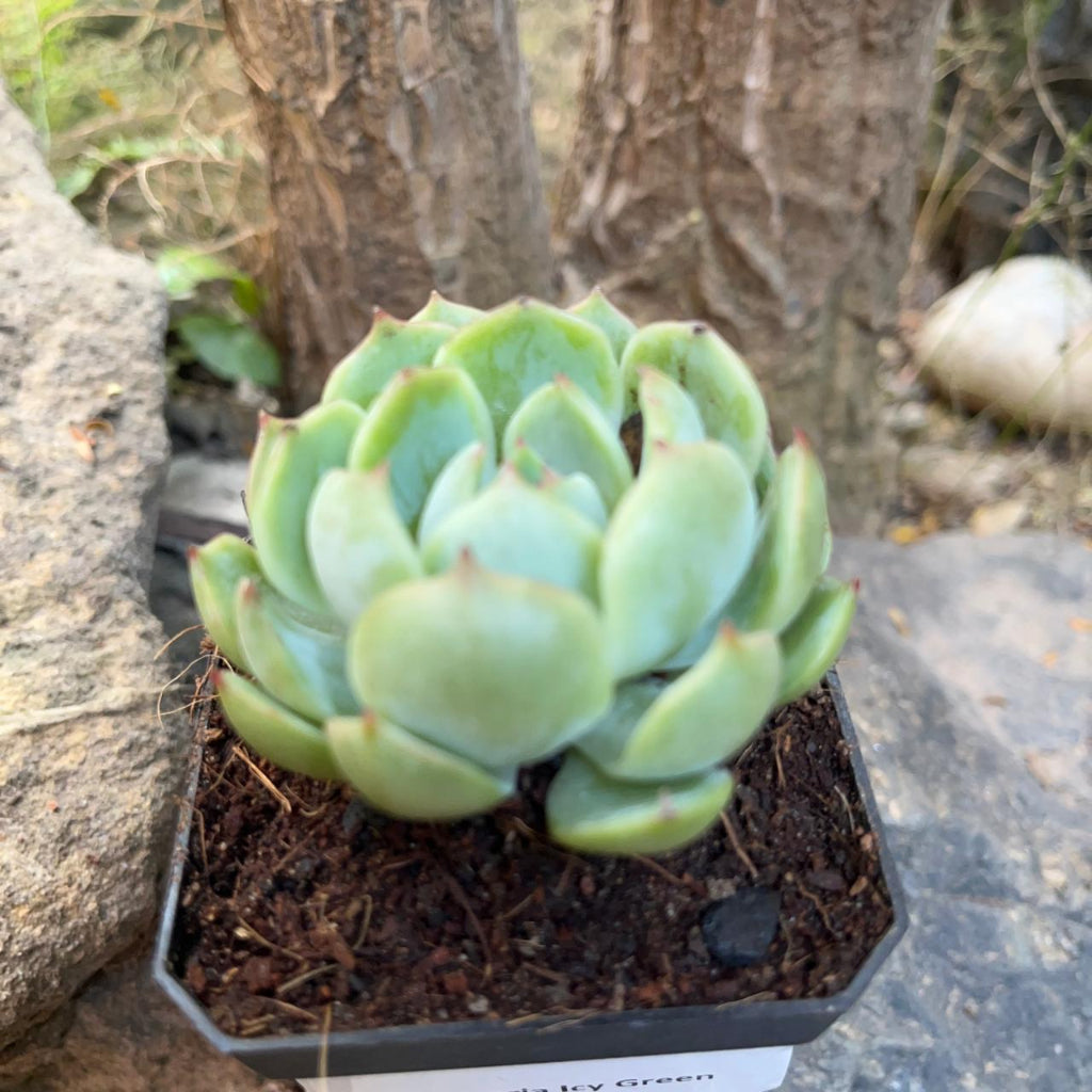 Echeveria Icy Green Succulent Plant-myBageecha