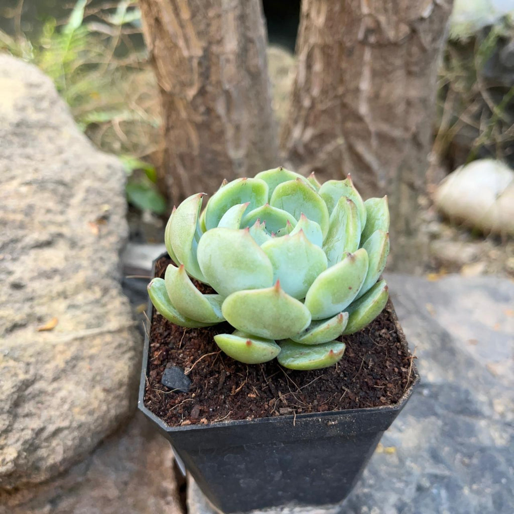 Echeveria Icy Green Succulent Plant-myBageecha