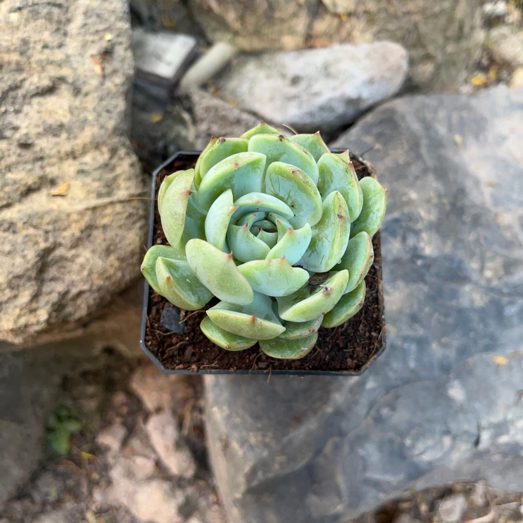 Echeveria Icy Green Succulent Plant-myBageecha