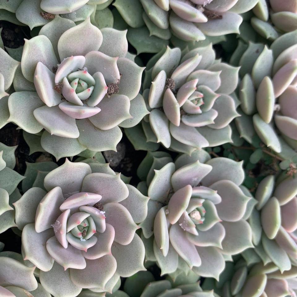 Echeveria Lola Succulent Plant-myBageecha