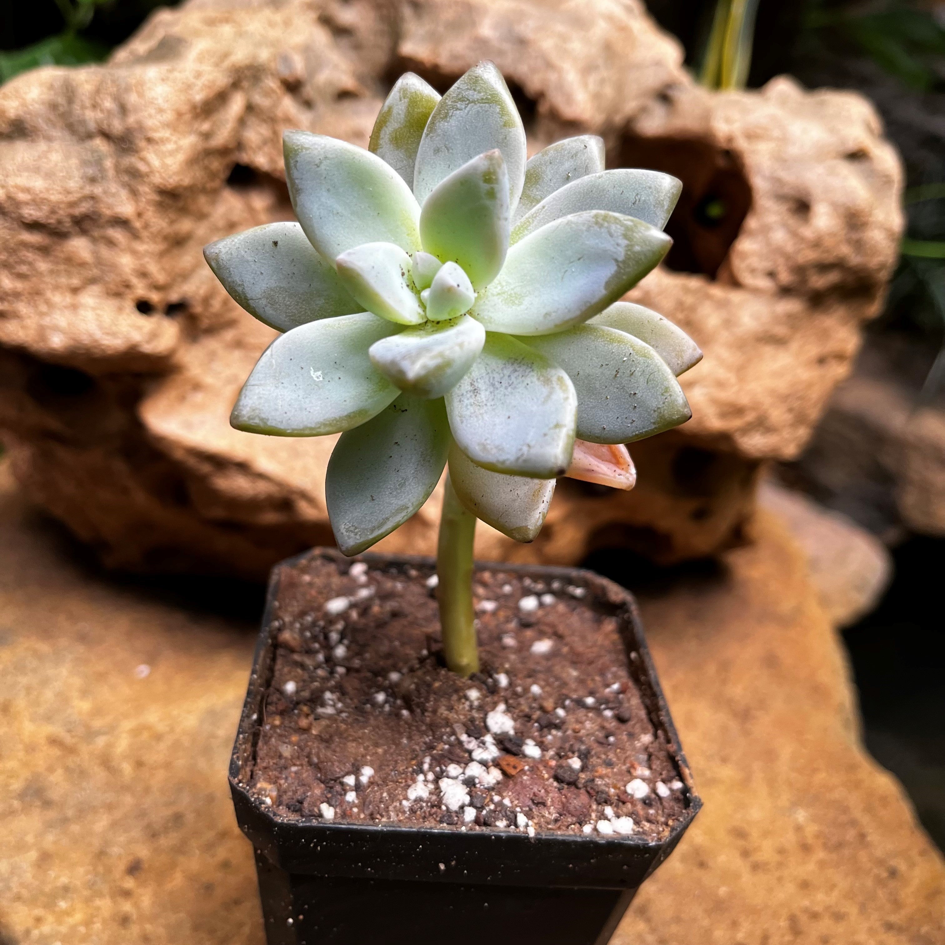 Echeveria hookeri Succulent Plant - myBageecha