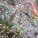 Echeveria hookeri Succulent Plant