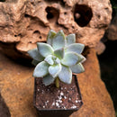 Echeveria hookeri Succulent Plant