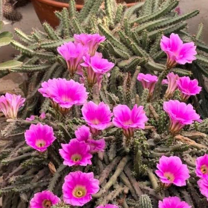 Echinocereus Pentalophus in full bloom-myBageecha