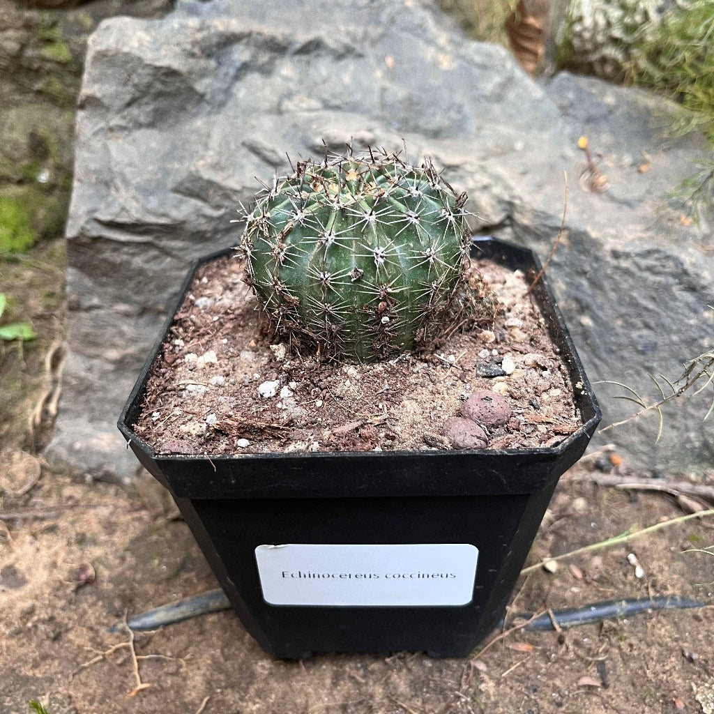 Echinocereus coccineus Cactus Plant - myBageecha