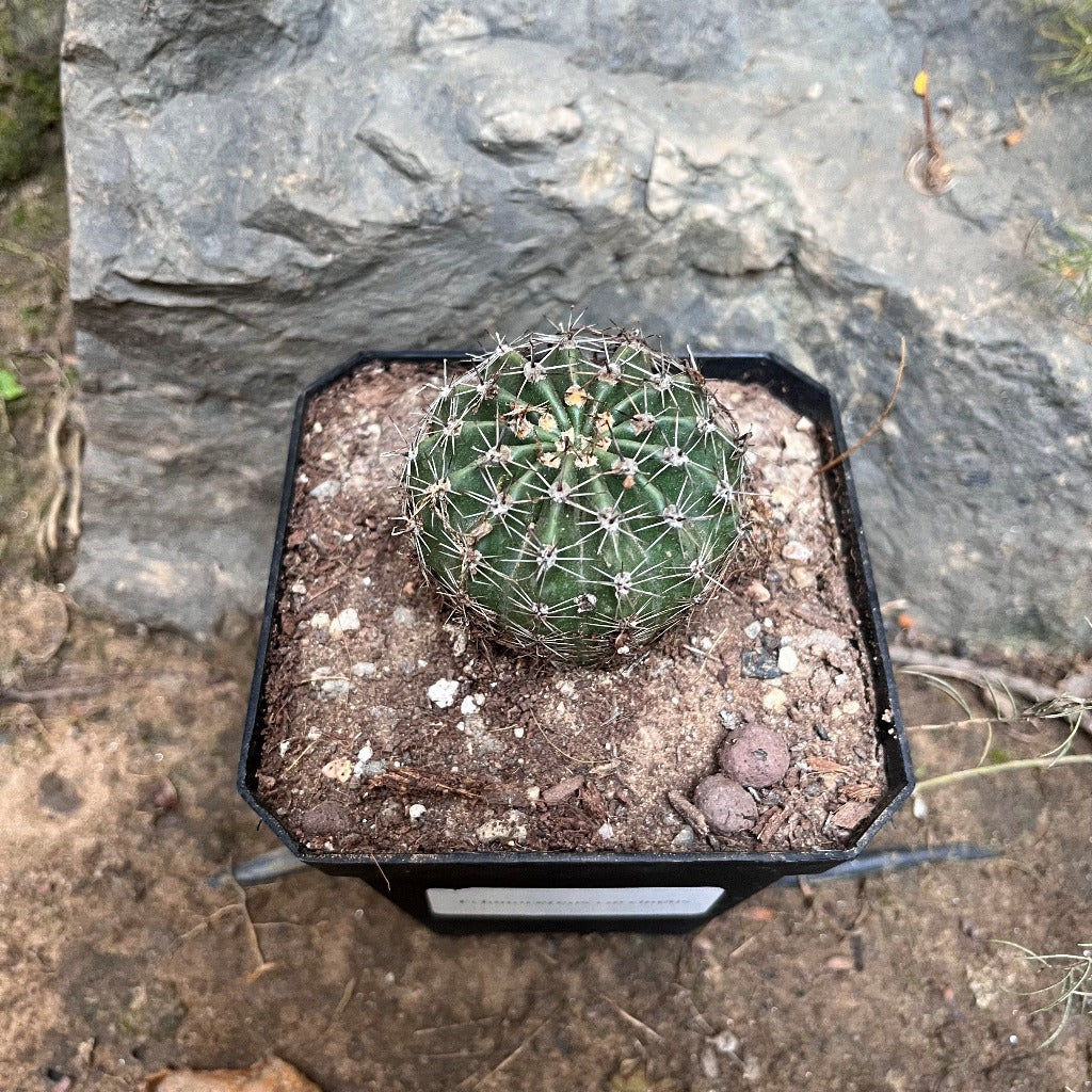 Echinocereus coccineus Cactus Plant - myBageecha