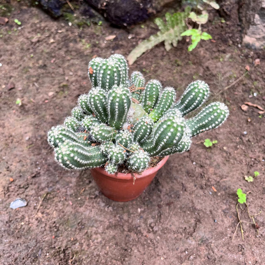 Echinopsis Cucumber Cactus Plant-myBageecha